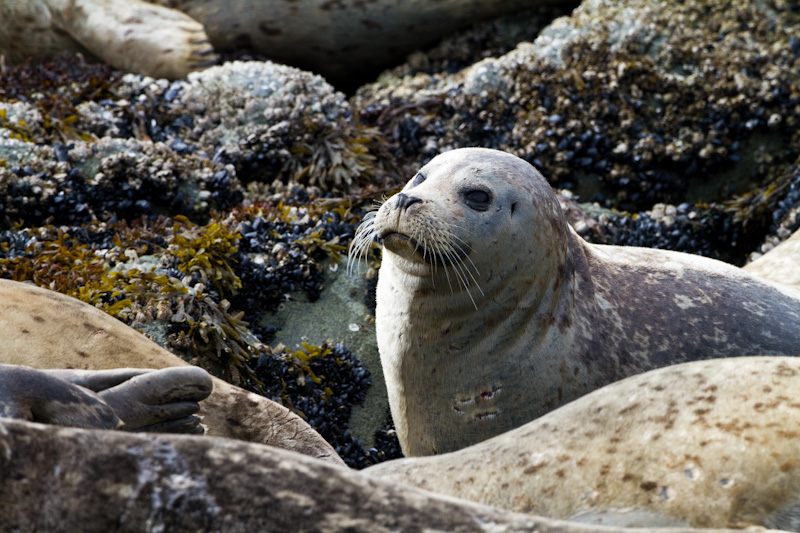 Harbor Seal